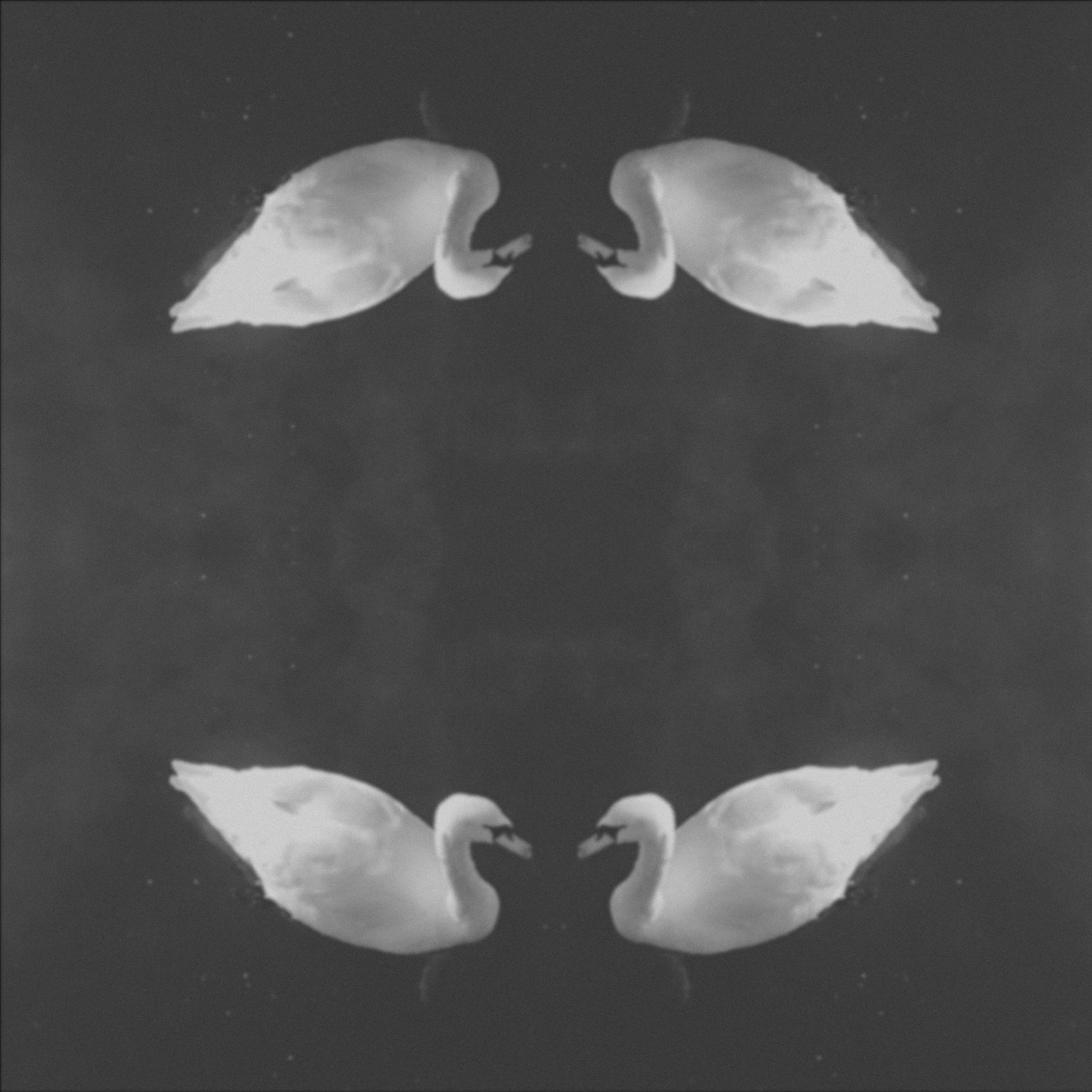 4 swans in a black and white image